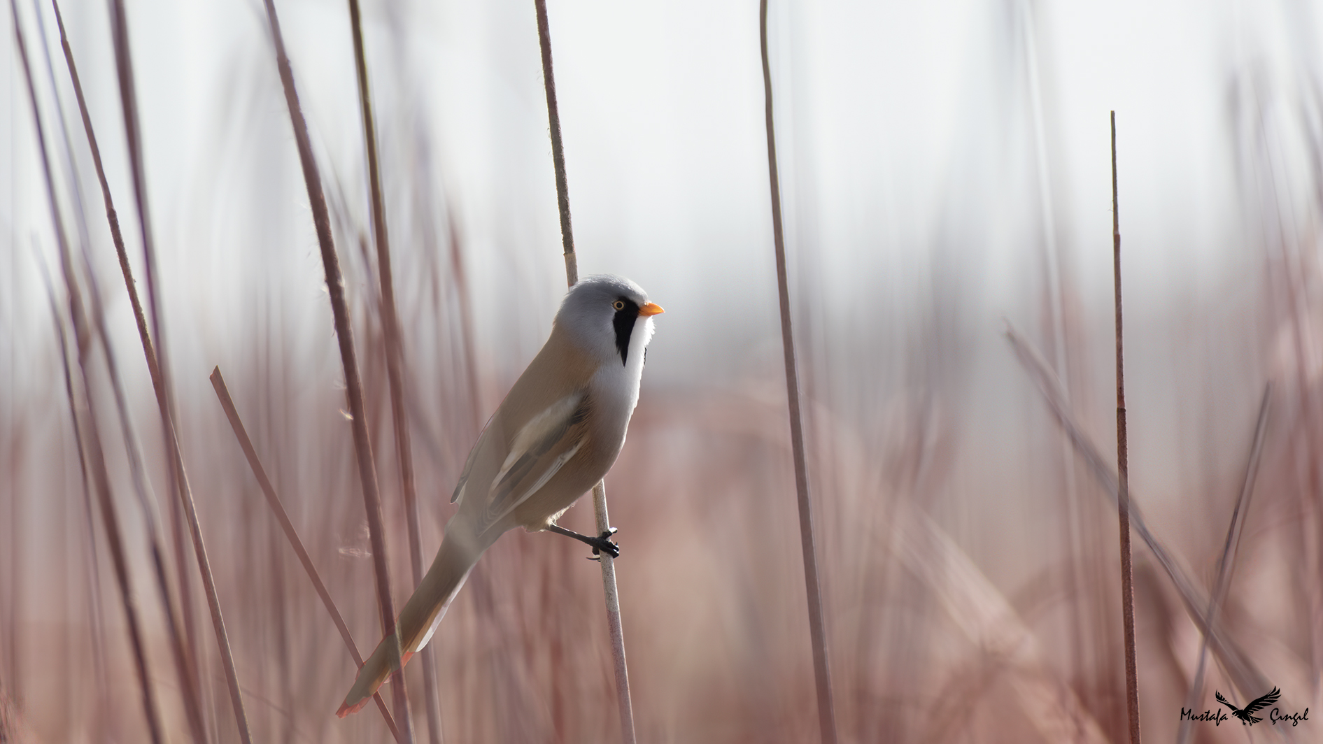 Bearded Reedling — Ana fotoğraf
